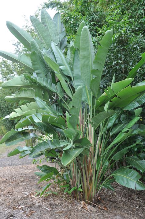 Strelitzia nicolai (Giant White Bird of Paradise) - 125mm pot White Bird Of Paradise Plant, Bird Of Paradise Plant Care, Bird Of Paradise Bird, Giant Bird Of Paradise, White Bird Of Paradise, Big Leaf Plants, Strelitzia Nicolai, Birds Of Paradise Plant, Paradise Bird