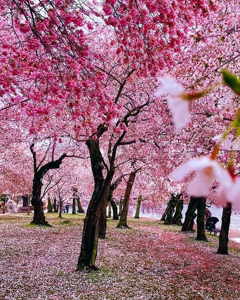 Miranda | @awalkinthewild sur Instagram : cherry blossoms fields forever 🌸 • • • • • • • #igdc #ihavethisthingwithdoors #facadelovers #mytinyatlas #cntraveler… Cherry Blossom Field, Flowers Colourful, Cherry Orchard, Pretty Trees, Scenery Background, Body Reference Poses, Peach Blossom, Pink Trees, Spring Bulbs