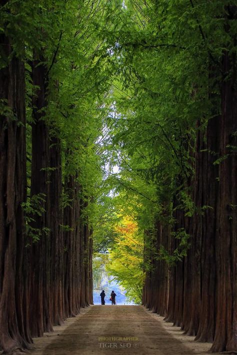 Nami Island, Korea Travel, Travel South, Walk In The Woods, Tourist Destinations, Maldives, Laos, Cambodia, Wonders Of The World