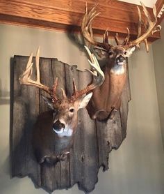 This is the Alliance Ohio record buck my boyfriend watched for several years. The antlers on the left are the sheds he found two years ago. The hunter who took down this giant traded a replica mount of the giant for the sheds. One day the whole story of this giant will be told. Rest in peace Hogan. alliances  This is the Alliance Ohio record buck my boyfriend watched for several years. The antlers on the left are the sheds he found two years ago. The hunter who took down this giant traded a repl Deer On Wall Decor, Walls With Deer Mounts, Whitetail Buck Shoulder Mount, Whitetail Deer Shoulder Mounts, Deer Wall Mount Ideas, Deer Wall Decor, Deer Shoulder Mount Ideas, Taxidermy Deer Mounts, Deer On Wall