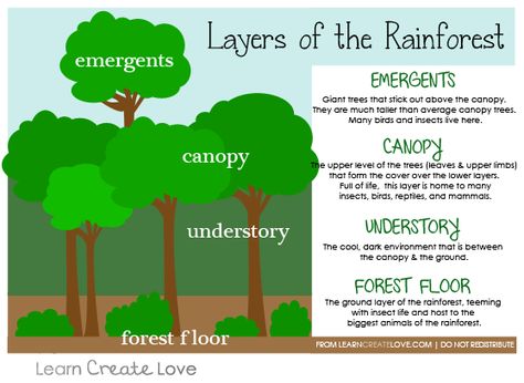 Layers of the Rainforest Printable from http://learncreatelove.com Rainforest Layers, Layers Of The Rainforest, Rainforest Preschool, Rainforest Classroom, Rainforest Crafts, Rainforest Project, Rainforest Activities, Rainforest Biome, Rainforest Theme