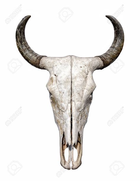 Bull Skull Photography, Buffalo Skull, Bull Skull, Bull Skulls, Animal Skulls, Photo Images, Free Image, Royalty Free Images, Stock Photography