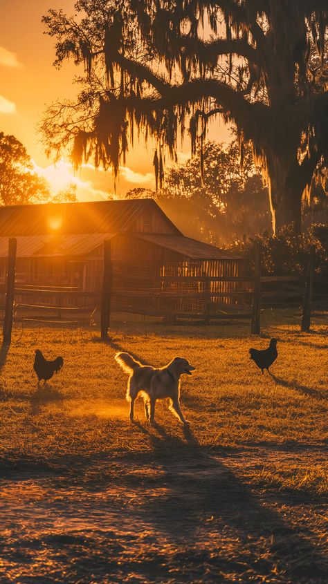 Experience the joy of a lively farmyard where a playful dog interacts with chickens under the golden morning sun. This heartwarming scene captures the essence of rural life and the bond between animals on the farm. #FarmLife #DogAndChickens #CountrysideCharm #RuralBliss #AnimalFriendship #FarmyardPlaytime Horses On A Farm, Farm Dogs Aesthetic, Moody Country Aesthetic, Farm Vision Board, Life On A Farm, Farm Land Aesthetic, Farm Love Aesthetic, Rural Life Aesthetic, Farm Aesthetic Wallpaper