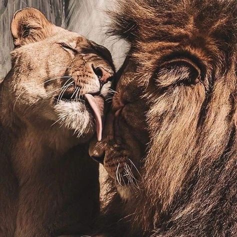 Lion Pair, Lion Couple, Beautiful Lion, Lion Love, Lion And Lioness, Wild Animals Pictures, Lion King Art, Lion Images, Big Animals