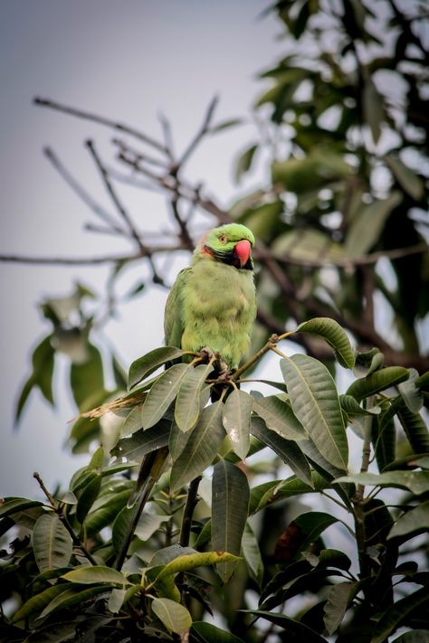 Beautiful Green parrot on Mango tree Mango Tree Photography, Green Parrot, Mango Tree, Tree Photography, Love Couple Photo, Couple Photo, A Tree, Parrot, Mango