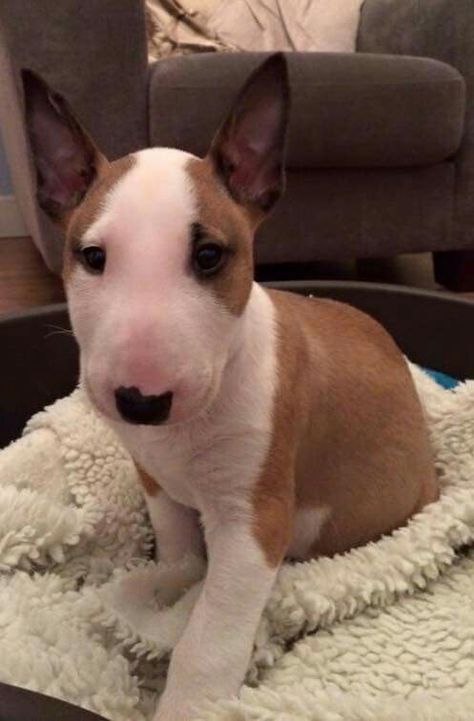 Gus Put Bull, Michael Morrone, Spuds Mackenzie, Mini Bull Terriers, Miniature Bull Terrier, Bull Terrier Puppy, Bull Dogs, English Bull Terriers, Best Dog Breeds