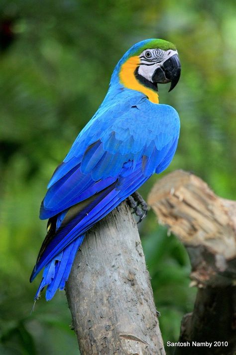 Wallpaper Dog Aesthetic, Animals And Pet Supplies, Blue Gold Macaw, Birds Drawing, 10 Fun Facts, Dog Tattoo Ideas, Wallpaper Dog, Blue Macaw, Aesthetic Dog