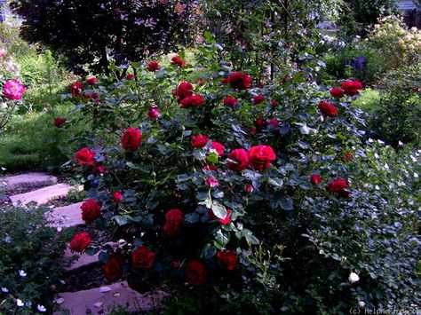 'Braveheart ' Rose Photo Red Shrubs, Munstead Wood, Rose Photo, Ingrid Bergman, Rose Photos, True Red, Rose Garden, Let's Talk, The Rose