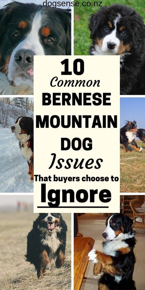 Bernese Mountain Dog.10 Things You Need To Know (BEFORE You Buy) Bernice Mountain Dog, Burnese Mountain Dog, Bernese Mountain Dog Mix, Mountain Dog Breeds, Burmese Mountain Dogs, Bernese Puppy, Bernese Dog, Bernese Mountain Dog Puppy, Bernedoodle Puppy