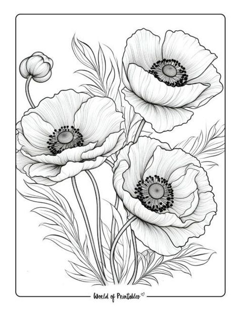 Flower Coloring Pages For Kids, Poppy Flower Drawing, Flower Line Drawings, Flower Drawing Tutorials, Flower Art Drawing, Flower Sketches, Watercolor Flower Art, Flower Coloring Pages, Coloring Book Art