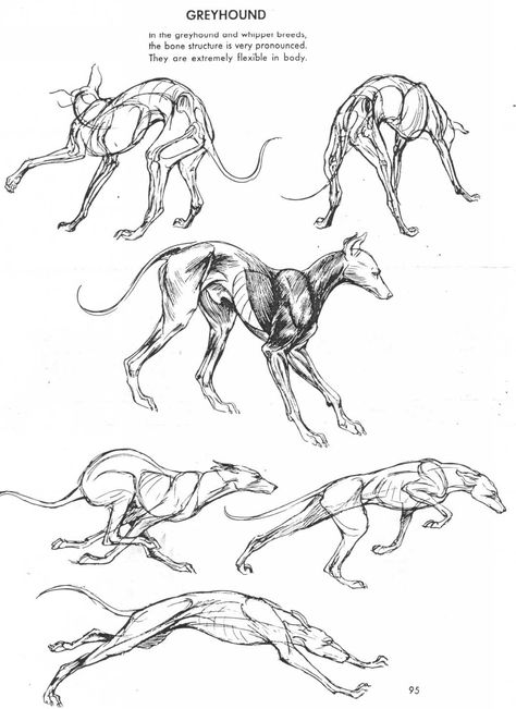 dessins / croquis Fantasy Eyes, Tattoo Placements, Male Figure Drawing, Dog Anatomy, Greyhound Art, Animal Anatomy, Human Figure Drawing, 강아지 그림, Animal Study