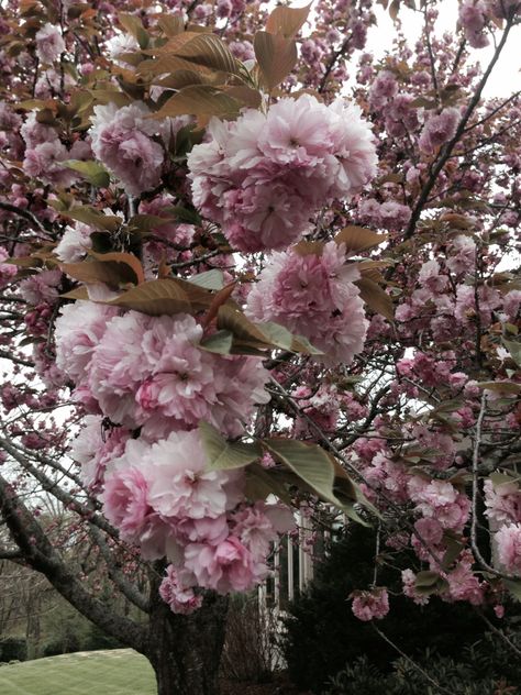 Kwanza cherry tree - she is 55 yrs young ! Kwanza Cherry Tree, Cherry Tree, Landscaping Plants, Zen Garden, Garden Landscaping, Zen, Landscaping, Floral Wreath, Cherry