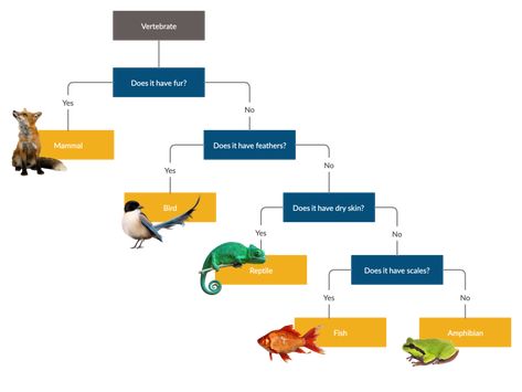 What is a Dichotomous Key | Step-by-Step Guide with Editable Templates Dichotomous Key Examples, Key Template, Primary School Activities, Dichotomous Key, Tree Diagram, Flow Chart Template, Animal Classification, Printable Shapes, Fractions Worksheets