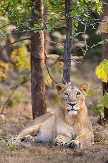 Gir National Park, Sasan Gir, Gir Forest, World Lion Day, Asiatic Lion, Queen Of The Jungle, Panthera Leo, Lion Photography, Wild Lion