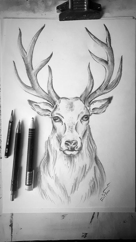 Deer Sketch Simple, Simple Animal Sketches, Deer Drawing Simple, Pencil Sketches Easy, Sketch Images, Pencil Drawing Images, Sketches Doodles, Nature Art Drawings, Animal Drawings Sketches