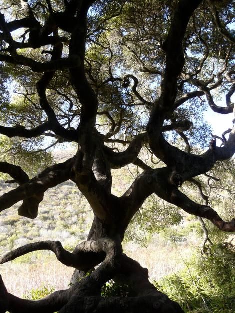 Quercus agrifolia, Coast Live Oak silhouette. Coast Live Oak, Root Structure, Gray Tree, California Native Plants, Live Oak Trees, Evergreen Forest, Garden Shrubs, Arbour Day, Live Oak