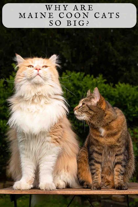 why are maine coons so big Maine Cooney Cats Big, Sketch Prompts, Maine Cooney Cats, Pedigree Cats, Cat Parents, Giant Cat, What Cat, Savannah Cat, A Vet