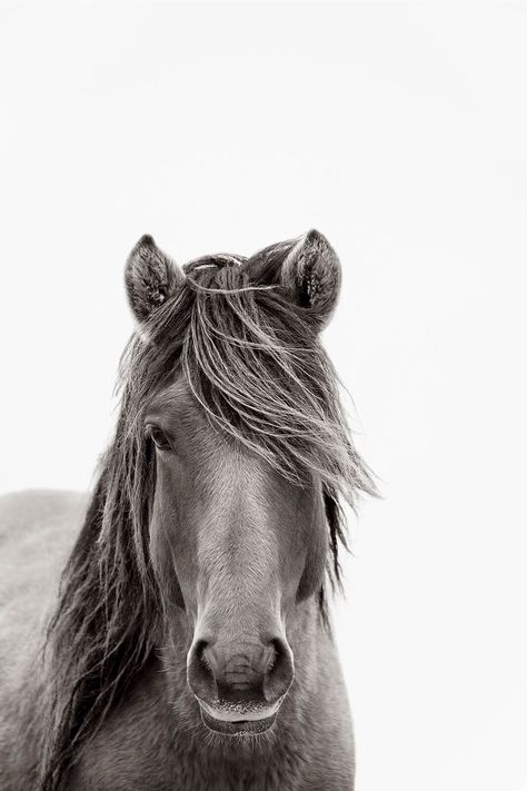 African Art Museum, Island Horse, Horse Wall Art Canvases, Horse Wall Art, Horse Wall, Art Subject, Pretty Horses, Horse Photography, Horse Pictures