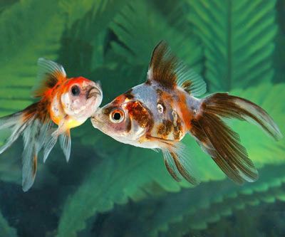 Just a couple Calico Fans Oranda Goldfish, Fantail Goldfish, Fish Goldfish, Goldfish Bowl, Pond Fish, Orange Aesthetic, Fresh Water Tank, Fishing Life, Black And Orange