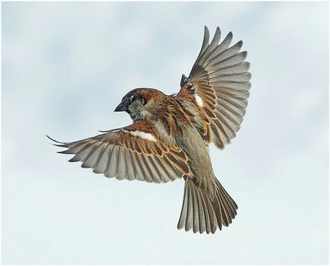 Sparrow Pictures, Sparrow Drawing, Sparrow Art, Tattoo Nature, Animals Tattoo, Photography Animals, Song Birds, Birds Photography, Sparrow Bird