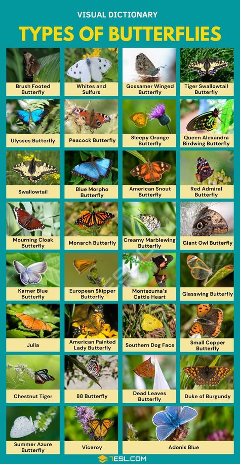 Names Of Butterflies, Butterfly Identification, Glasswing Butterfly, Butterfly Facts, Butterfly Garden Plants, Types Of Butterflies, Gossamer Wings, Visual Dictionary, Peacock Butterfly