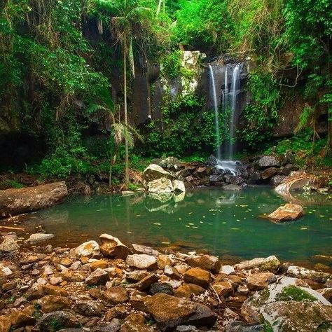 Curtis Falls, Mt Tamborine Mt Tamborine, Brisbane Australia, Brisbane, Australia, Water, Quick Saves