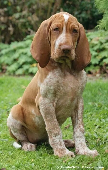 Bracco Italiano Wikipedia  The Bracco - or Italian Pointer- should be athletic and powerful in appearance, most resembling a cross between a German Shorthaired Pointer and a Bloodhound, although it is nothing like them in character. It has pendulous upper lips and long ears that create a serious expression. It should be "almost square", meaning that its height at thewithers should be almost the same as the length of its body. It should not however be actually square as this would render its famo Long Eared Dogs, Upper Lips, Italian Dogs, Serious Expression, Every Dog Breed, Hound Dogs, Dog Anatomy, Clever Dog, Cat Seat