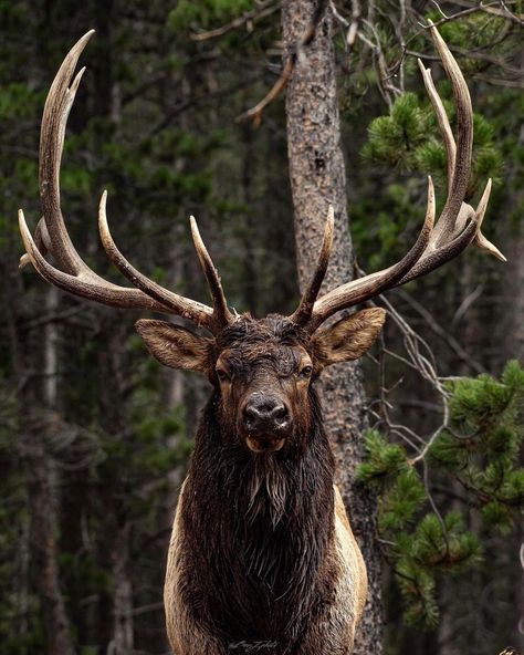 Animal Reference Photos, Montana Wildlife, Hunting Aesthetic, Elk Tattoo, Elk Pictures, Moose Pictures, Deer Photography, Big Deer, American Wildlife