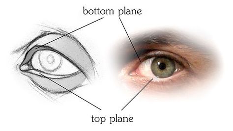 Eye Anatomy Diagram, Eye Structure, Anatomy Studies, Eye Study, Head Anatomy, Eye Anatomy, Facial Anatomy, Realistic Eyes, Realistic Eye Drawing