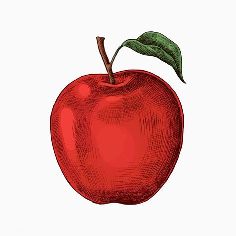 Fresh ripe red apple vector | premium image by rawpixel.com / sasi #vector #vectorart #digitalpainting #digitalartist #graphicdesign #sketch #digitaldrawing #doodle #illustrator #digitalillustration #modernart Carrot Drawing, Apple Drawing, Pineapple Drawing, Apple Tattoo, Drawing Apple, Pineapple Vector, Apple Illustration, Apple Vector, Vegetable Design