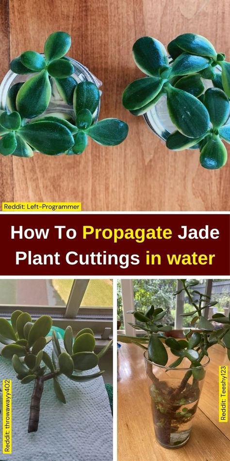 Learn how to propagate jade plant cuttings in water with our easy guide! Discover effective jade plant propagation techniques, including jade plant pruning and tips for propagating jade plants successfully. Whether you're a beginner or an experienced gardener, this method of succulent propagation will help you grow new jade plants effortlessly. Explore the best practices for how to propagate a jade plant in water and enjoy thriving greenery in your home. Perfect for plant propagation enthusiasts How To Prune A Jade Plant, Propagating Jade Plants, Propagate Jade Plant, Jade Plant Repotting, Propagating Jade, How To Propagate Jade Plant In Water, How To Take Care Of Jade Plant, Jade Plant Propagation, Jade Plant Pruning