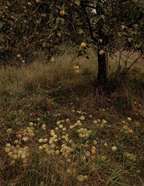 Academia Romance, Honey Combs, Dark Cottagecore Aesthetic, Southern Aesthetic, Random Character, Arthur Rackham, My Fantasy World, Background Ideas, Southern Gothic