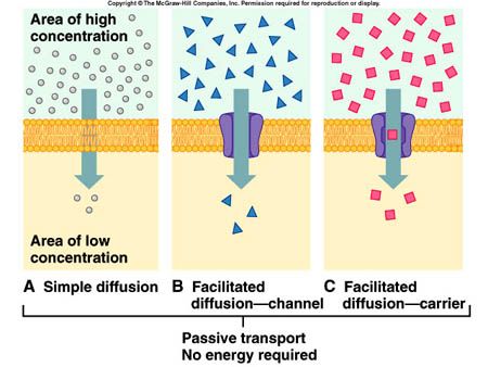 What forms of diffusion are passive transport? | Socratic Facilitated Diffusion, Passive Transport, No Energy, A Barrier, Cell Membrane, The Cell, Sample Resume