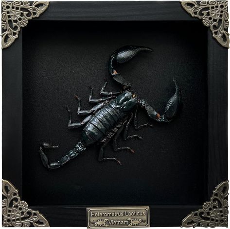 Real Framed Scorpion Dead Insect Dried Bug Beetle Lover Black Frame Shadow Box Taxidermy Oddity Collectables Specimen Decoration Reading Tabletop Wall Art Home Decor Living Gallery Gothic Style Home, Real Scorpion, Glass Shadow Box, Western Gothic, Insect Taxidermy, Bug Beetle, Dark Academia Decor, Fun Home Decor, Insect Collection