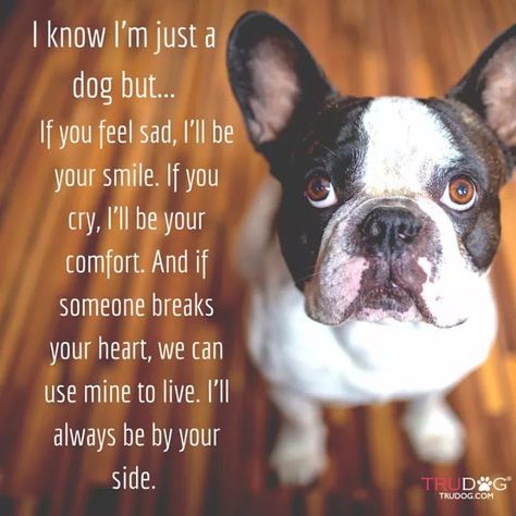 French Bulldog Quotes, Bulldog Quotes, French Bulldog Names, Dog Mom Quotes, Bulldog Names, French Bulldog Art, French Bulldog Funny, Boston Terrier Love, Love French