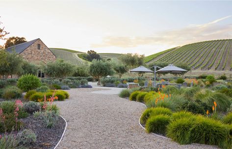 NINER WINERY | FORTINI LANDSCAPES Vineyard Landscape Design, Winery Landscaping, Surf Cabin, Winery Landscape, Fynbos Garden, Winery Architecture, Backyard Redesign, Backyard Vineyard, Winery Ideas