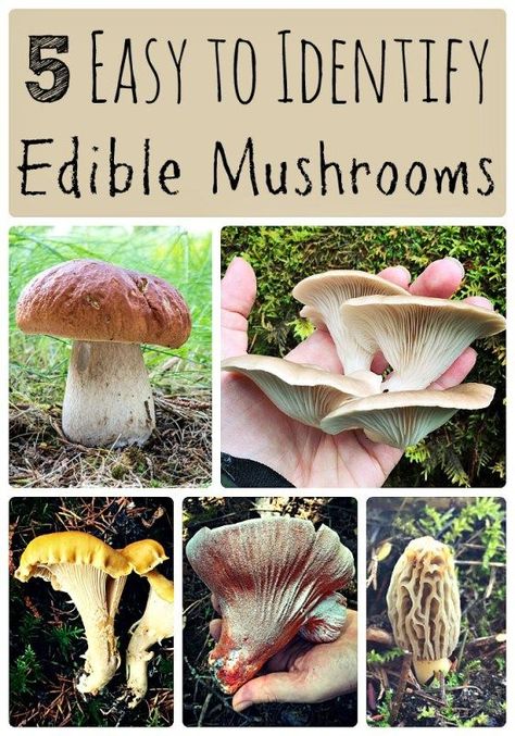 5 easy to identify edible mushrooms... perfect for the novice forager like myself! Queer Cottagecore, Herb Foraging, Edible Wild Mushrooms, Backpacking For Beginners, Growing Mushrooms At Home, Mushroom Identification, Wild Foraging, Forest Mushrooms, Glowing Mushrooms