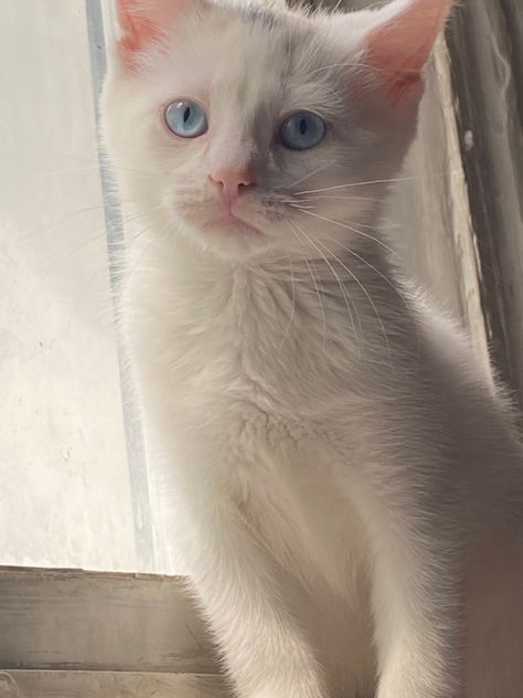 White Cat Blue Eyes Aesthetic, White Kitten Blue Eyes, White Cat Blue Eyes, Cats With Blue Eyes, Kitten With Blue Eyes, White Cat With Blue Eyes, Cute White Kitten, Blue Eyes Aesthetic, Wallpaper Gatos