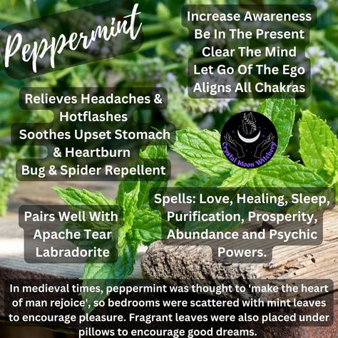 Peppermint Spiritual Meaning, Peppermint Plant, Magick Herbs, Spiders Repellent, Goddess Magick, Health Infographics, Peppermint Plants, Witch Herbs, What Are Essential Oils