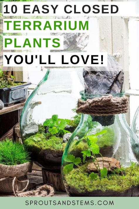 Indoor Plant Hacks, Plant Room Aesthetic, Best Terrarium Plants, Closed Terrarium Plants, Water Terrarium, Closed Terrarium, Build A Terrarium, Open Terrariums, Indoor Plants Styling