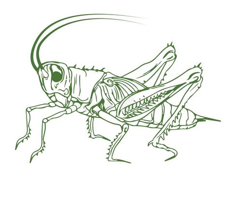 Outline illustration of a cricket. Detailed solid color image of a cricket, grasshopper, isolated on white background. Outline illustration of a cricket vector illustration Cricket Insect Drawing, Cricket Insect Illustration, Cricket Tattoo Design, Cricket Animal, Cricket Sketch, Grasshopper Illustration, Cricket Drawing, Cricket Vector, Cricket Tattoo