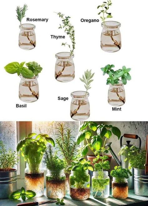 Easy Herbs To Grow, Growing Rosemary, Rosemary Plant, Plant Hacks, Small Space Gardening, Growing Herbs, Growing Food, Water Plants, Growing Plants