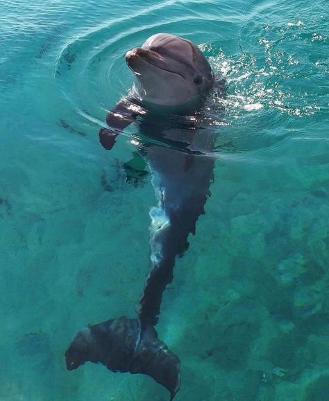 @voguegram on Instagram: “🐬” In The Ocean, The Ocean, Swimming, Water