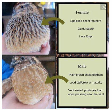 Coturnix Quail sexing by plumage Keeping Quail, Quail Care, Quail Raising, Quail Pen, Quail House, Button Quail, Raising Turkeys, Quail Coop, Coturnix Quail