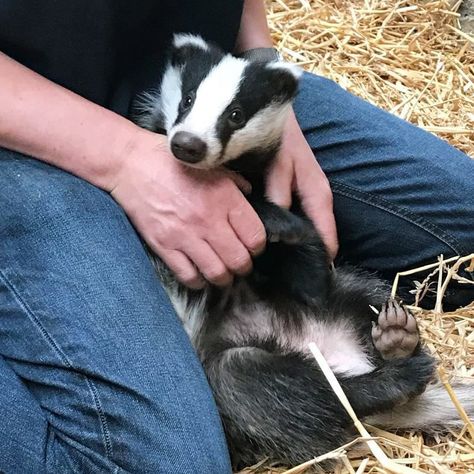 Baby Badger, Honey Badger, Nocturnal Animals, Animals Friendship, Silly Animals, Weird Animals, Animals Of The World, Cute Friends, Animals Friends