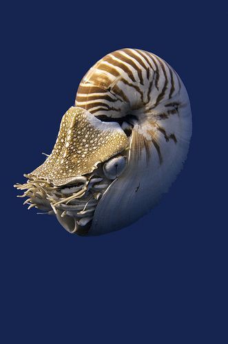 Creature Marine, Cnidaria, Fauna Marina, Life Under The Sea, Beneath The Sea, Deep Sea Creatures, Beautiful Sea Creatures, Underwater Creatures, Underwater Life