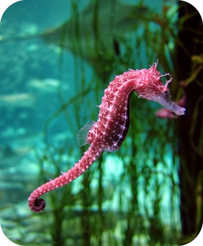 Seahorse Facts, See Horse, Sea Dragons, Tattoo Nature, Animals Tattoo, Sea Horses, Beautiful Sea Creatures, Water Animals, Underwater Creatures