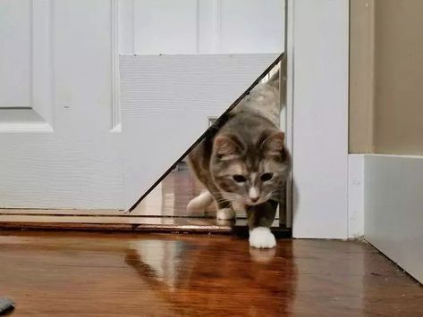 KittyKorner Turns Corner Of Door Into a Cat Pass Diy Cat Door, Cat Flap, F2 Savannah Cat, Cat Ideas, Pet Door, Cat Spray, Cat Door, Diy Cat, Dog Door