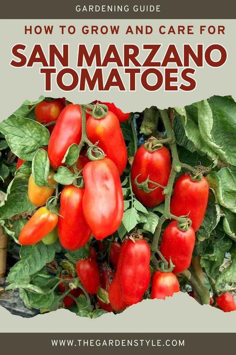 Tomato San Marzano: Growing & Care -【2024】The Garden Style How To Grow San Marzano Tomatoes, San Marzano Tomato Plant, Growing San Marzano Tomatoes, Canning San Marzano Tomatoes, San Marzano Tomatoes Recipes, Italian Sauces, Tomato Companion Plants, Pruning Tomato Plants, Growing Tomato