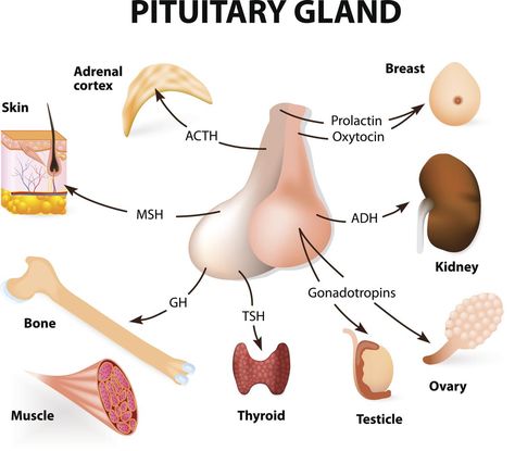 Endocrine System Diagram - Bodytomy Endocrine System Diagram, Endocrine System Nursing, Cranial Nerves Mnemonic, Anatomy Education, Adrenal Cortex, The Endocrine System, Basic Anatomy And Physiology, Nursing Mnemonics, Biology Facts